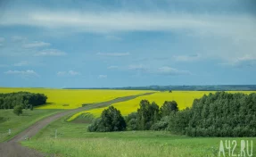 «Для сенокошения»: житель Кузбасса незаконно получил в аренду участок в 18 га