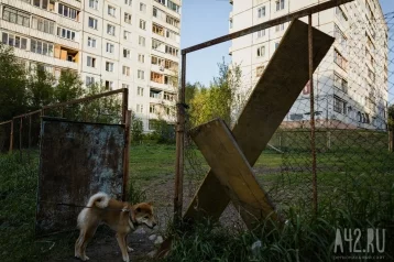 Фото: Власти Кемерова ответили на вопрос об организации новых площадок для выгула собак 1