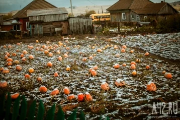 Фото: Угроза гибели урожая: губернатор Кузбасса ввёл режим ЧС в агропромышленном комплексе 1