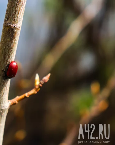 Фото: A42.RU