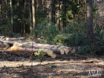 Фото: Кузбасская прокуратура добилась отмены строительства домов в лесу с вековыми деревьями 1