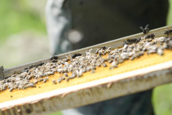 Пчелиная девятина: народные приметы на 2 октября