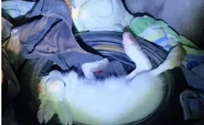 Кузбассовца накажут за незаконный отстрел зайца-беляка