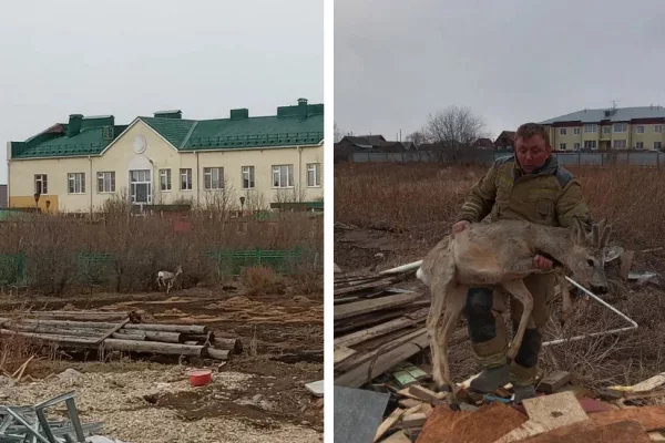 В Кузбассе неравнодушные жители помогли спасти заблудившегося самца косули
