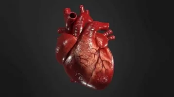 Фото: Учёные выявили новый признак аномалий сердца 1