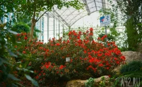 Почти 16 млн рублей потратят на ремонт кровли оранжерей ботанического сада в Кемерове