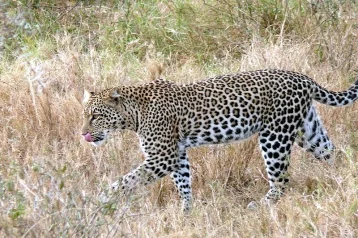 Фото: В Кузбассе на одном из сайтов незаконно продавали леопарда 1