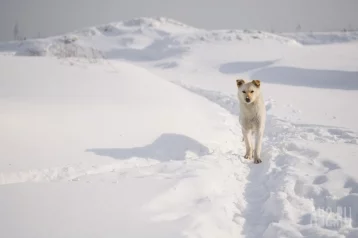 Фото: Соцсети: волки загрызли собаку в Кузбассе 1