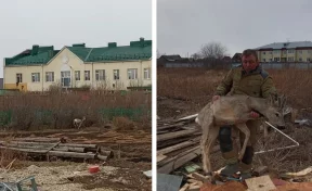 В Кузбассе неравнодушные жители помогли спасти заблудившегося самца косули