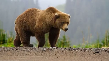 Фото: В Новокузнецке медведь пришёл в город 1
