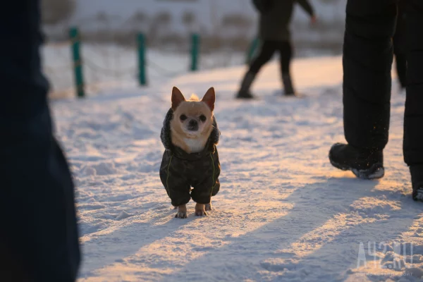 Кемеровчанин пригрозил соседям отравить их питомцев из-за грязи в подъезде
