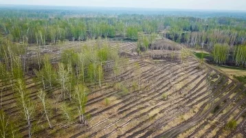 Фото: «Кузбассразрезуголь» высадил почти 2,5 млн деревьев в 2020 году    1