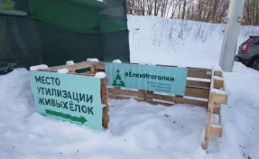 Администрация Новокузнецка напомнила о сборе новогодних елей на корм животных