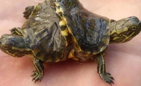 Редкую двухголовую черепаху нашли на Кубе