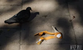 Жительнице Петербурга вынесли приговор за нападение на кормившую голубей соседку