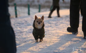 Кемеровчанин пригрозил соседям отравить их питомцев из-за грязи в подъезде