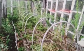 Кузбассовец вырастил на даче 125 кустов конопли