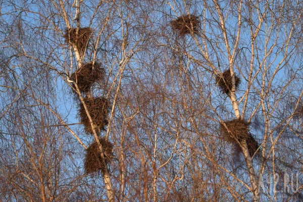 Синоптики рассказали о погоде в Кузбассе 4 апреля