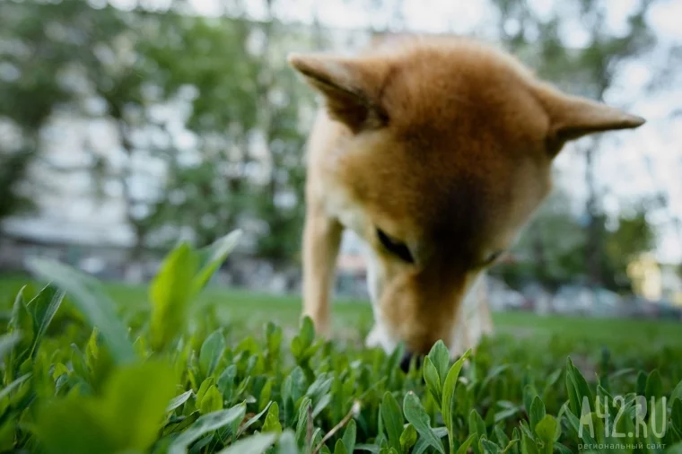 Фото: Собачья радость: тест площадок для выгула животных в Кемерове  11