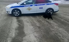 Заблудившаяся собака пришла за помощью к полицейским в Новокузнецке