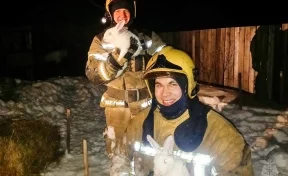 В Омской области пожарные спасли из огня восемь кроликов, один пострадал 