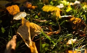 Синоптики: в Сибирь вернётся тепло