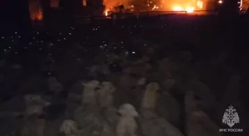 Фото: В Приморье сотрудники МЧС во время пожара спасли около 500 баранов   1