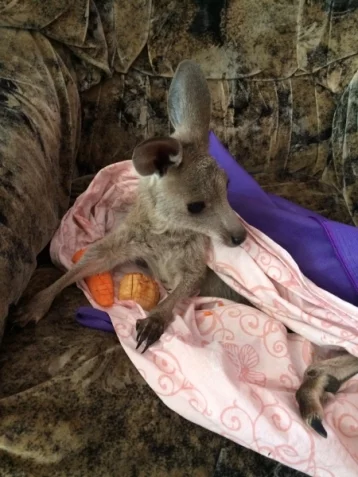 Фото: В Новосибирске кенгуру отказалась воспитывать собственного малыша 1