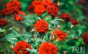Любители роз выкопали 11 кустов через сутки после благоустройства кузбасского города