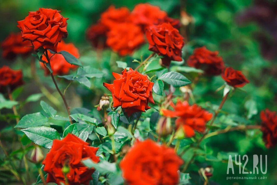 Любители роз выкопали 11 кустов через сутки после благоустройства кузбасского города