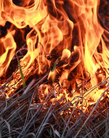 Экстремальная жара привела к масштабным пожарам в Австралии