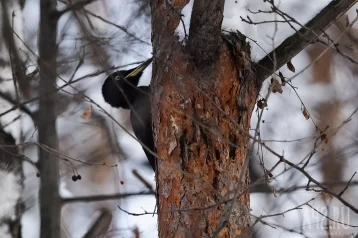 Фото: В Кемерове зимуют редкие птицы 1