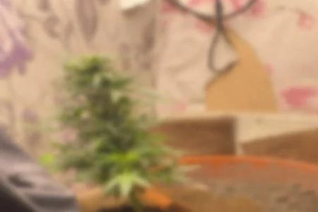 Кузбассовец попал под суд за выращенный дома куст конопли