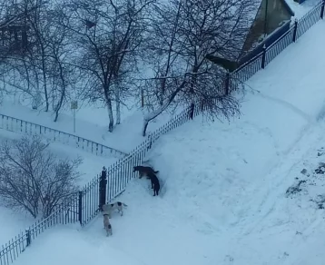 Фото: Кемеровчане пожаловались на стаю бродячих собак 1