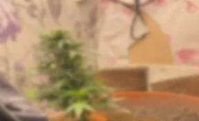 Кузбассовец попал под суд за выращенный дома куст конопли