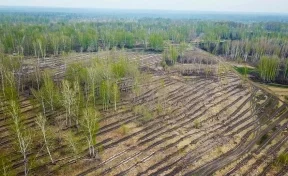 «Кузбассразрезуголь» высадил почти 2,5 млн деревьев в 2020 году   
