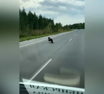 Фото: Кузбассовцы сняли на видео перебегавшего дорогу медведя 1