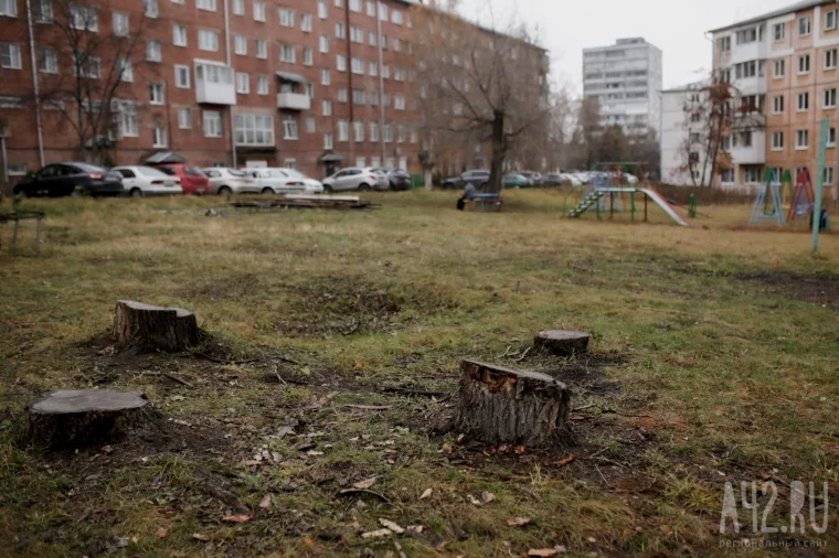Фото: Уродливые, но безопасные: зачем в Кемерове каждый год пилят деревья 12