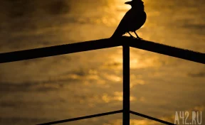 Сойкин день: народные приметы на 11 декабря