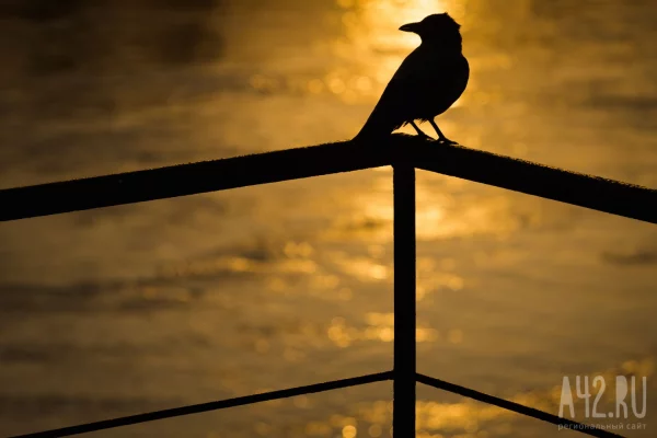 Сойкин день: народные приметы на 11 декабря