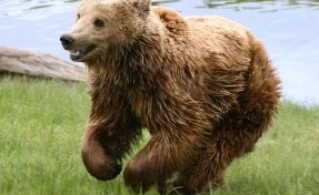 В Таганроге полиция ищет мужчину, выгуливавшего медведя во дворе 