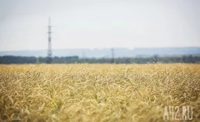 Илья Середюк: в Кузбассе урожай убирают рекордными темпами