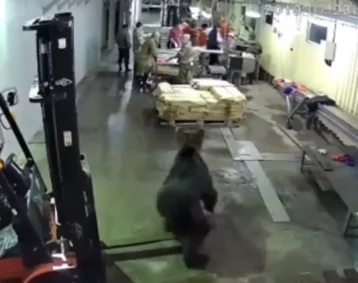 Фото: На Сахалине медведь ворвался на рыбный завод и распугал сотрудников 1
