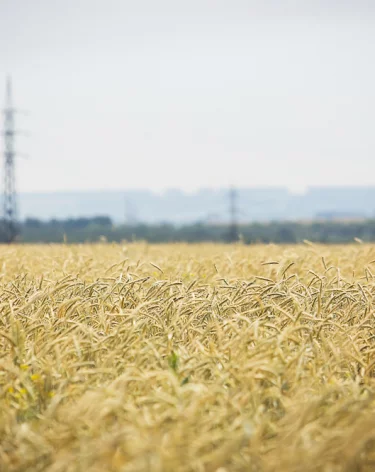 Кузбасс увеличил отправку зерна покупателям по всему миру 