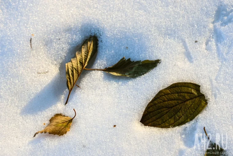 Фото: Прощаясь с осенью: контрасты в макрообъективе 16