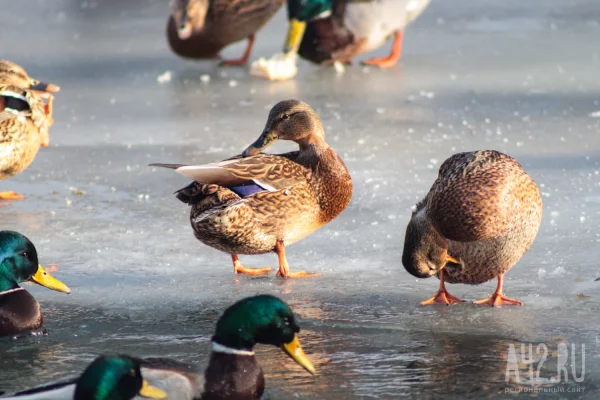 «Серая шейка»: кемеровчан позвали в парк «Антошка» посчитать уток  