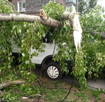 Фото: В Новокузнецке ураган повалил более 70 деревьев и повредил автомобили 1