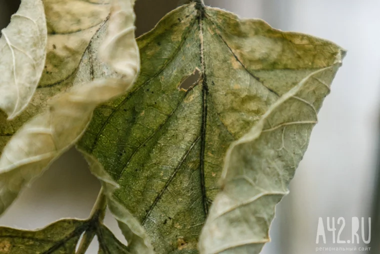 Фото: Прощаясь с осенью: контрасты в макрообъективе 15