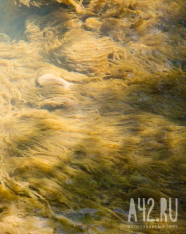 В Кузбассе разработали уникальную технологию очистки иловых отходов