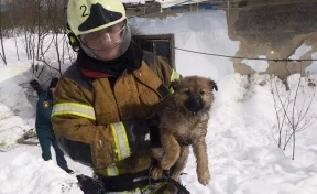  В Южно-Сахалинске из заброшенного здания пожарные спасли бездомных щенят 